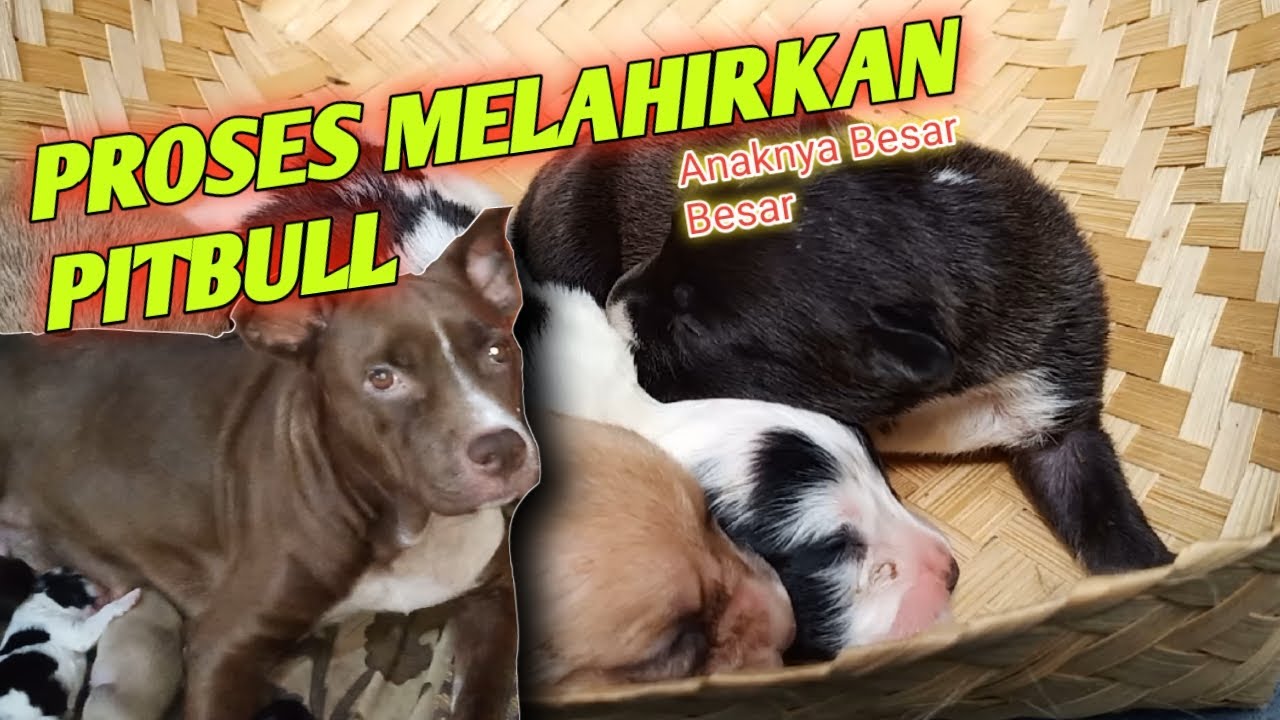 ANJING PIT BULL melahirkan 5 anak besar besar [ #pitbulldog #dog #animals ]