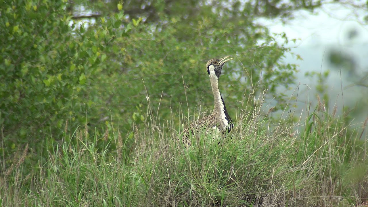 Birds of Northern South Africa part 8