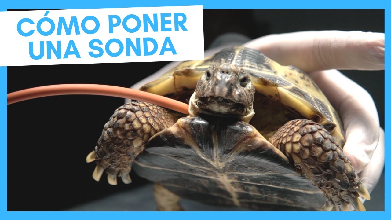 &iquest;C&Oacute;MO COLOCAR UNA SONDA A UNA TORTUGA? 🐢 - Tubo de esofagostom&iacute;a