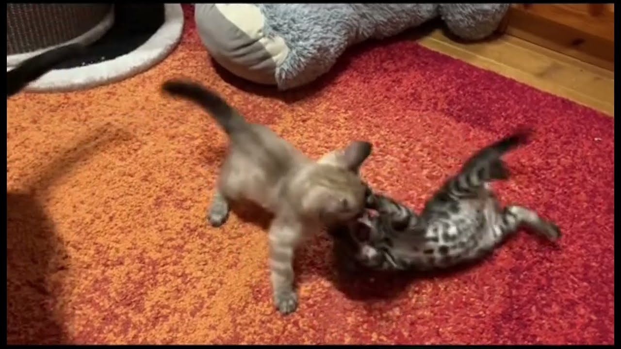 Amor & Her Charcoal Bengal Cat Babies 🐾 | Anima, Aqua & Aero 💛