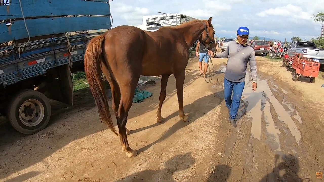 Feira de Cavalos de Tabira Pernambuco 25/02/2026 #nordeste #cavalo #tabira
