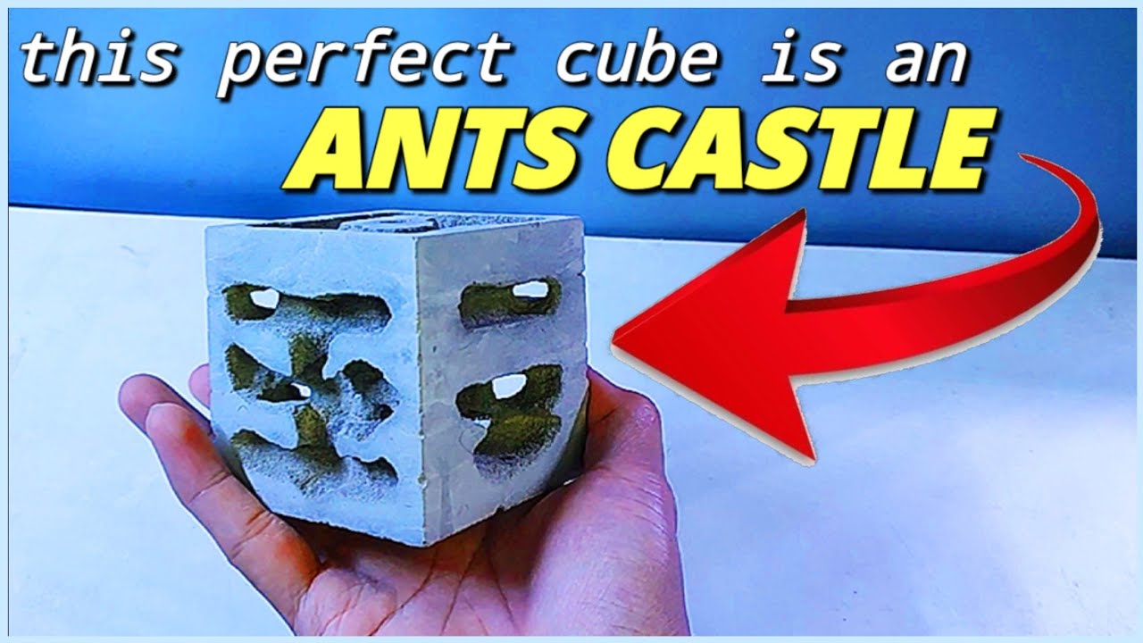 ANTS HOME! | D colony