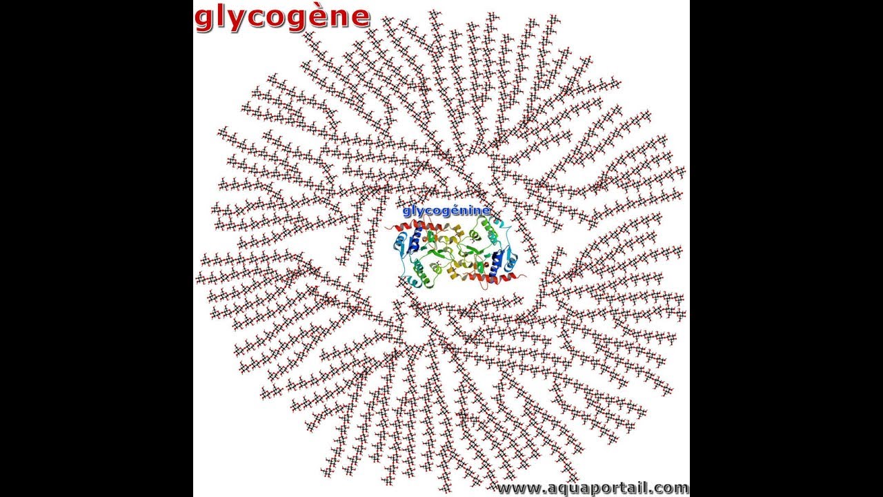 Métabolisme du glycogéne