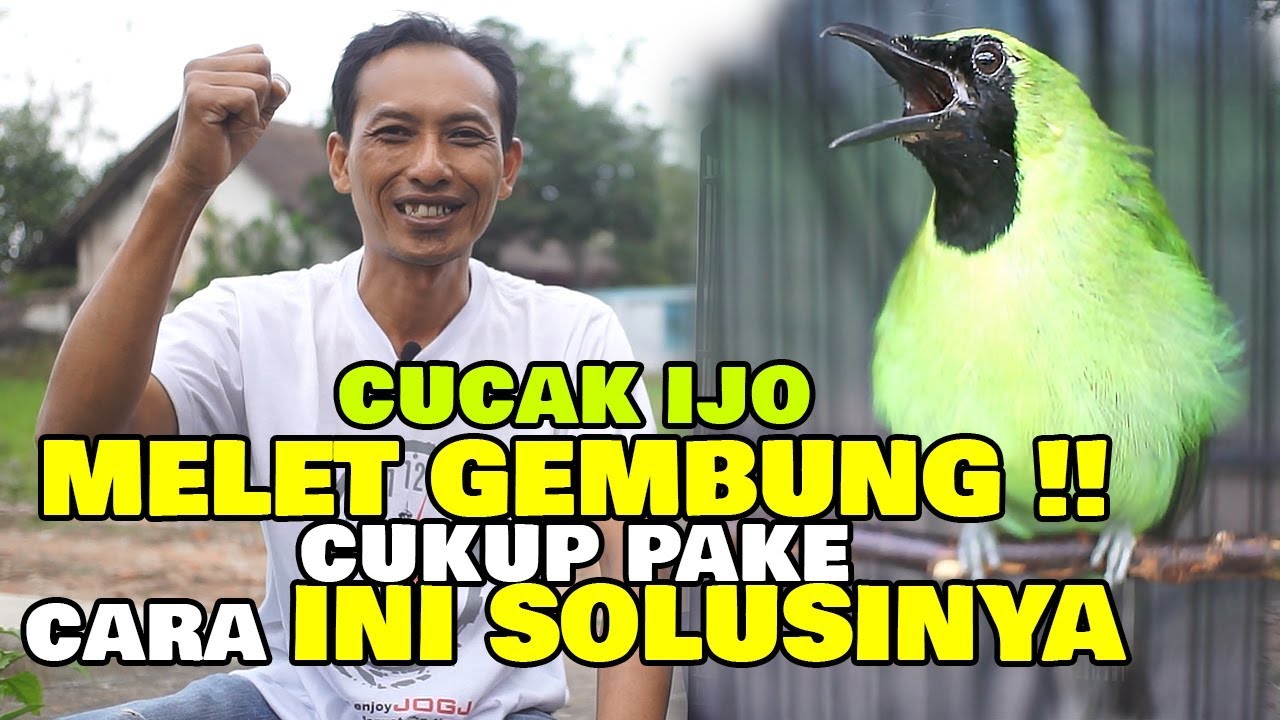 CUCAK IJO MELET GEMBUNG !! CUKUP PAKE CARA INI SOLUSINYA