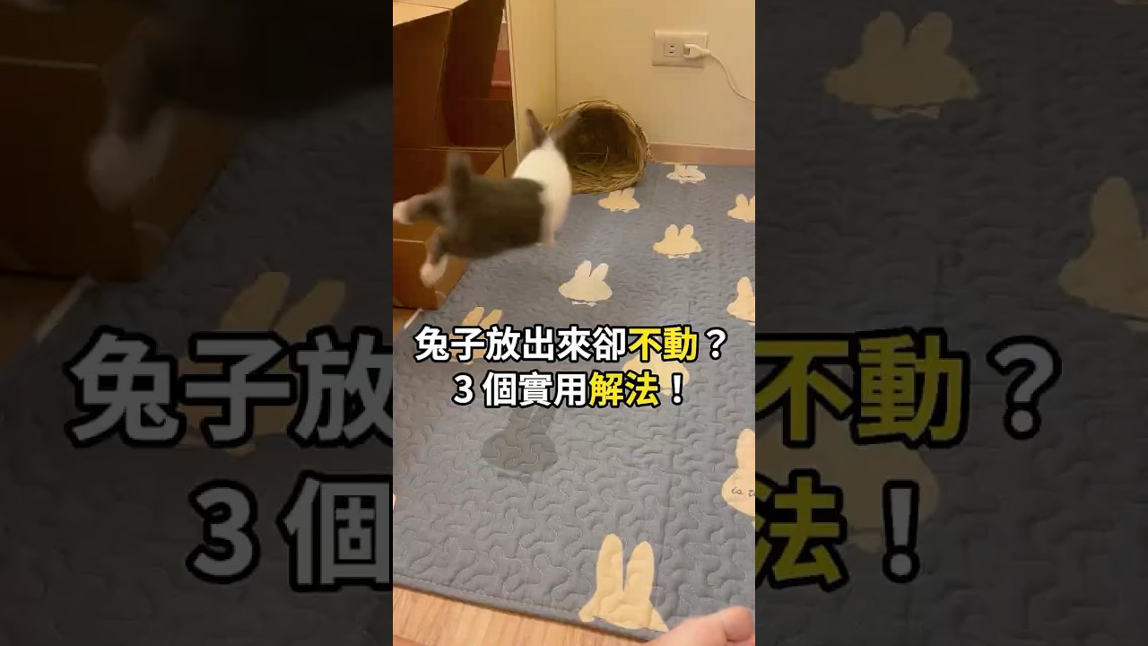 兔子放風卻不動？3招讓她動起來！｜3 Ways to Get Your Bunny Moving and Exploring