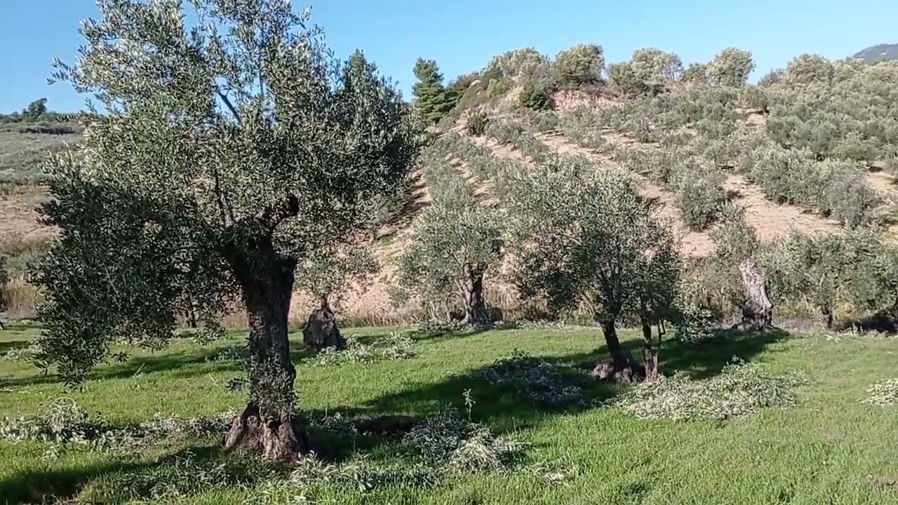 Κλάδεμα ελιάς και κατάλληλη εποχή