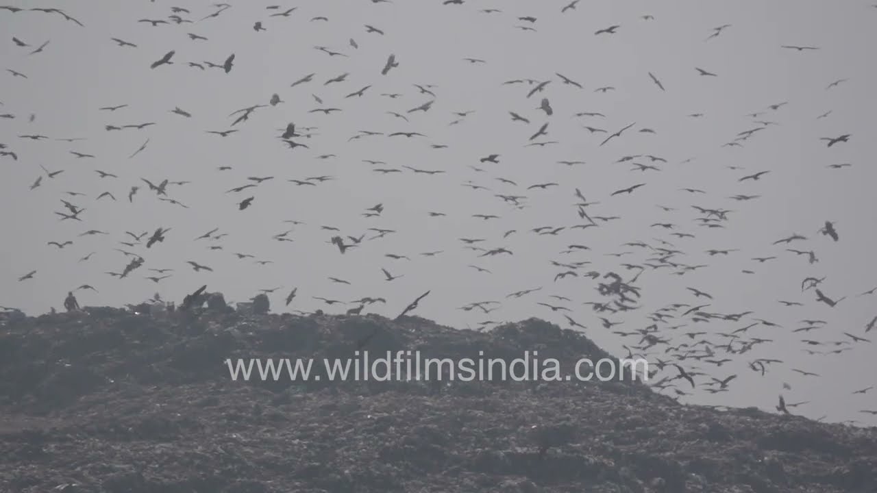Black Kites Circling Ghazipur Landfill | Delhi Garbage Mountains