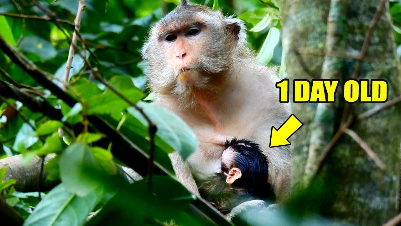 (10-11-22)CONGRATULATION! MOM VOILET GAVE A BIRTH IN THIS MORNING, BUT SHE SEEMS TI-RED.