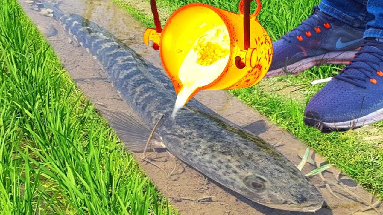 Experiment: Lava vs Mud Catfish