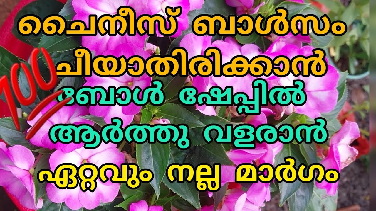 ചൈനീസ് ബോൾസം ചീയാതിരിക്കാൻ