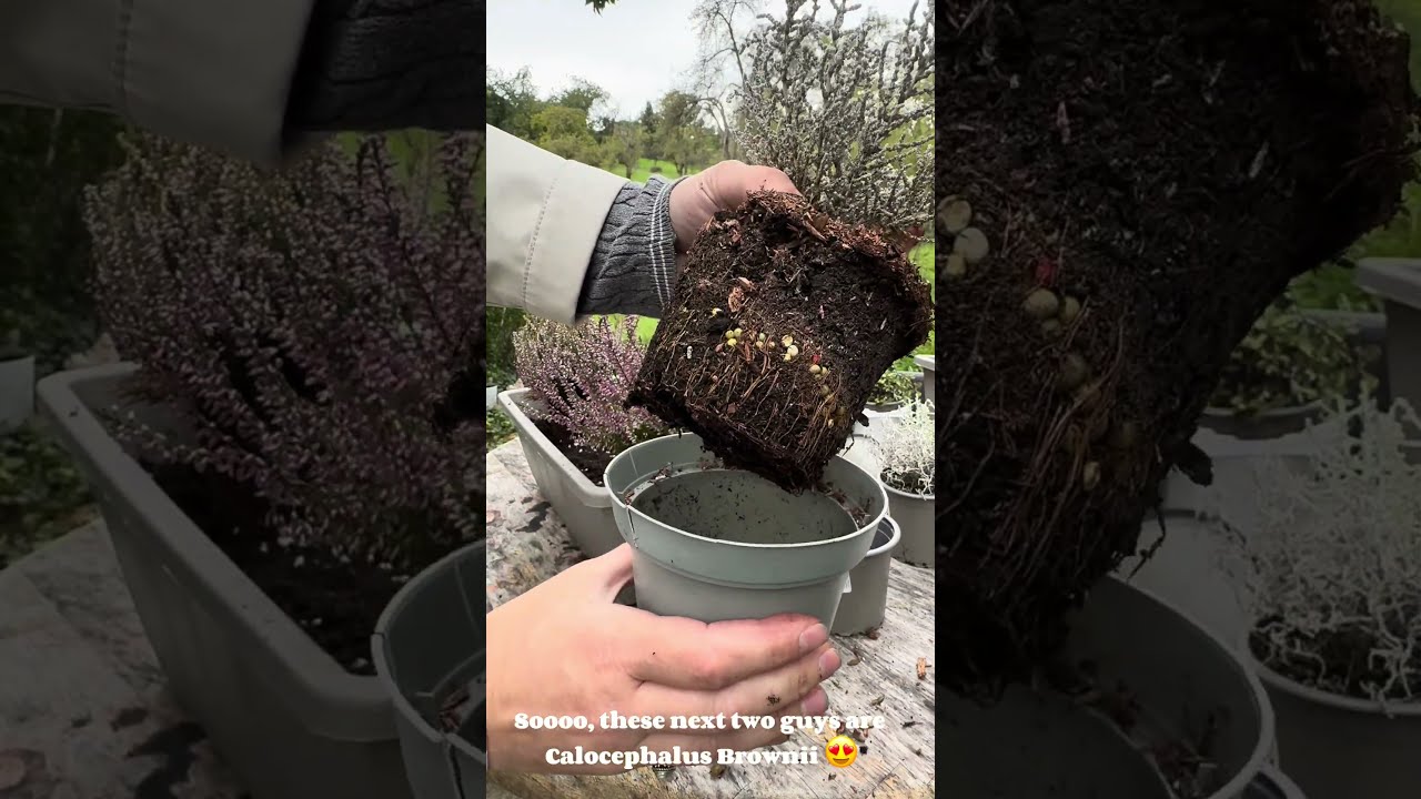 Calocephalus brownii. Calluna vulgaris #plants #garden  #flowers #containergardening  #diyprojects