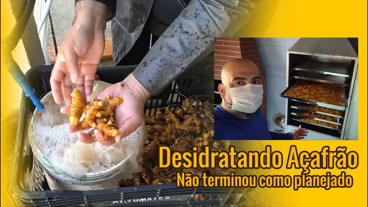 Açafrão da Terra:  Da Colheita à Moagem e o Mistério Final