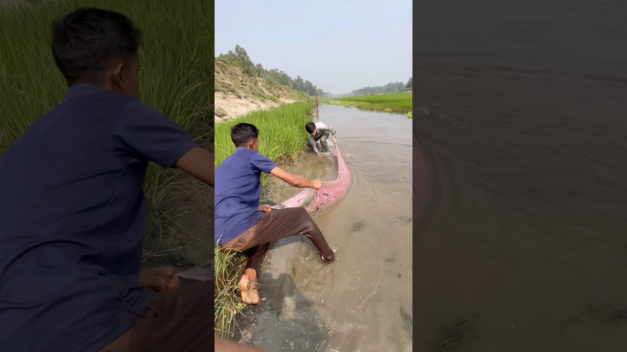 Village Boys Fishing Story in River#fishing