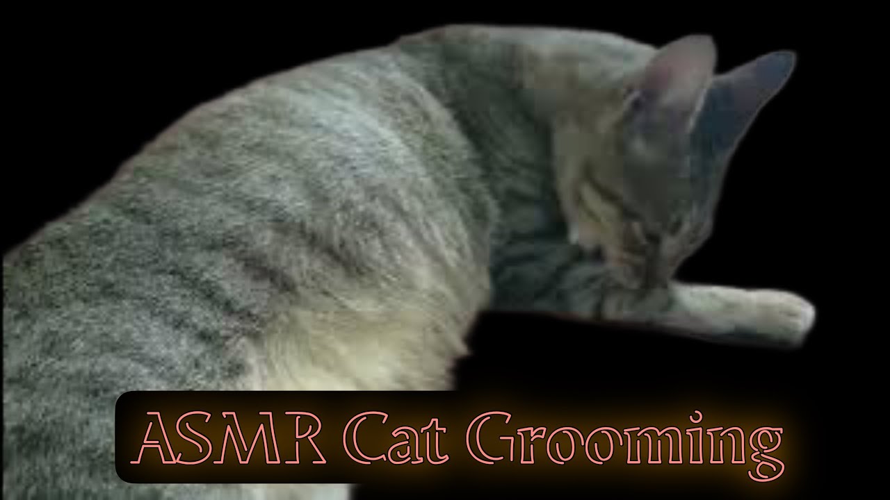 ASMR Cat Grooming| Morning Grooming Herself | Female Cat Grooming