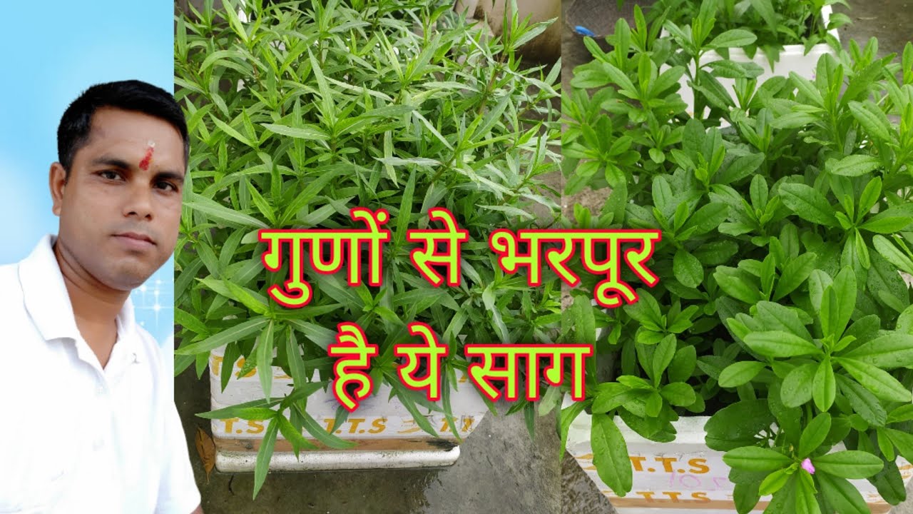 कुलेखेड़ा और सिंगापुरी पालक क्यों खाये / kitchen garden saag