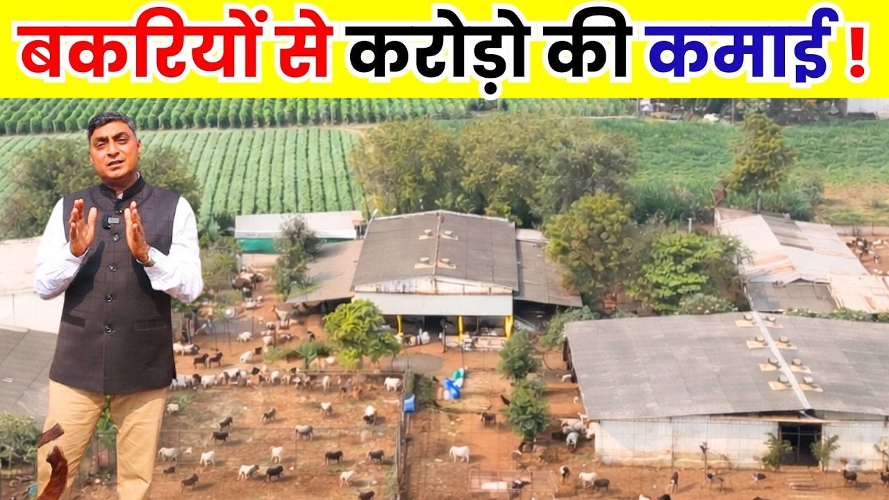 ऐसे शुरू करे बकरी पालन, कमाए करोड़ो ll Goat Farm ll Goat Farming Business ll Bakri Farm