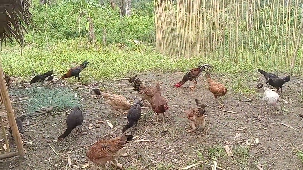 Maayos na Ang Bahay Ng Manok. #ka probensya # kaipat. Palawan native chicken.