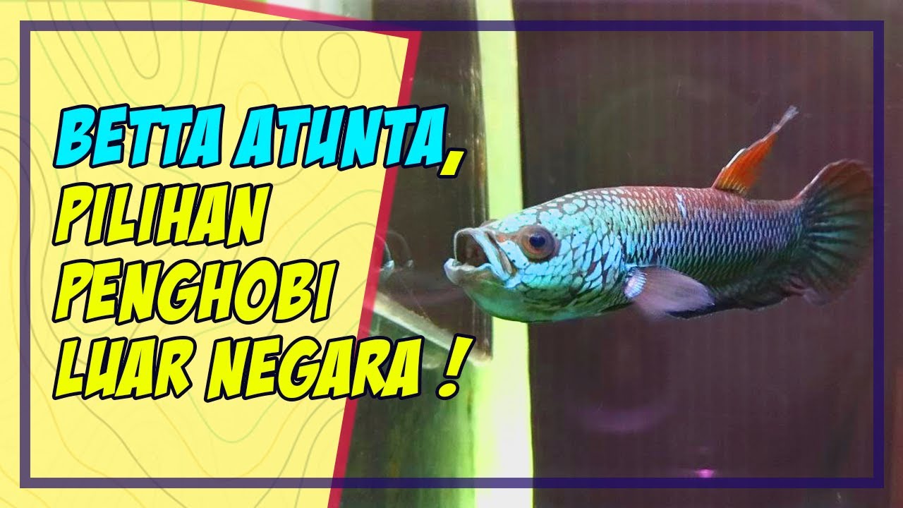 Betta Antuta : Wild Betta Indonesia Pilihan Penghobi Hong Kong, Singapura dan Malaysia