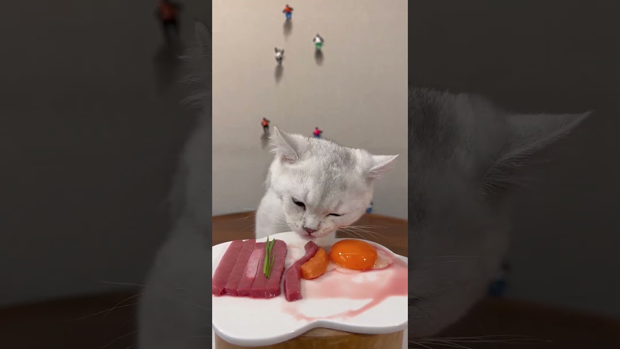 cat eat meatslices 🥩🥚🍳|cat eating sliced meat 🐓| ASMR cat mukbang 
