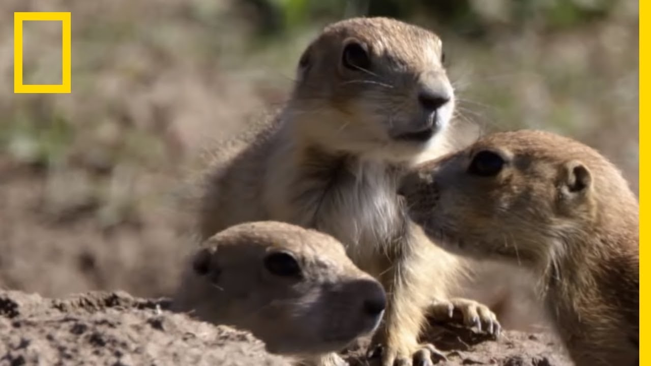 Des chiens de prairies se font chasser par un coyote