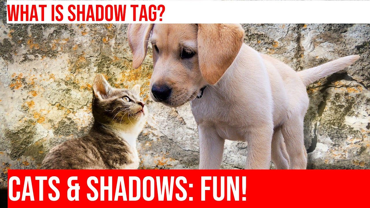 Shadow Tag: Cats' Fascinating Love for Playing with Shadows