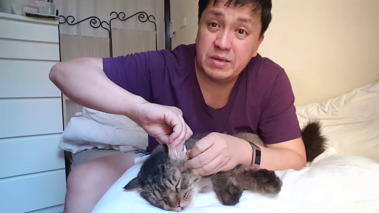 My Cat has no appetite. So I clean his ears.
