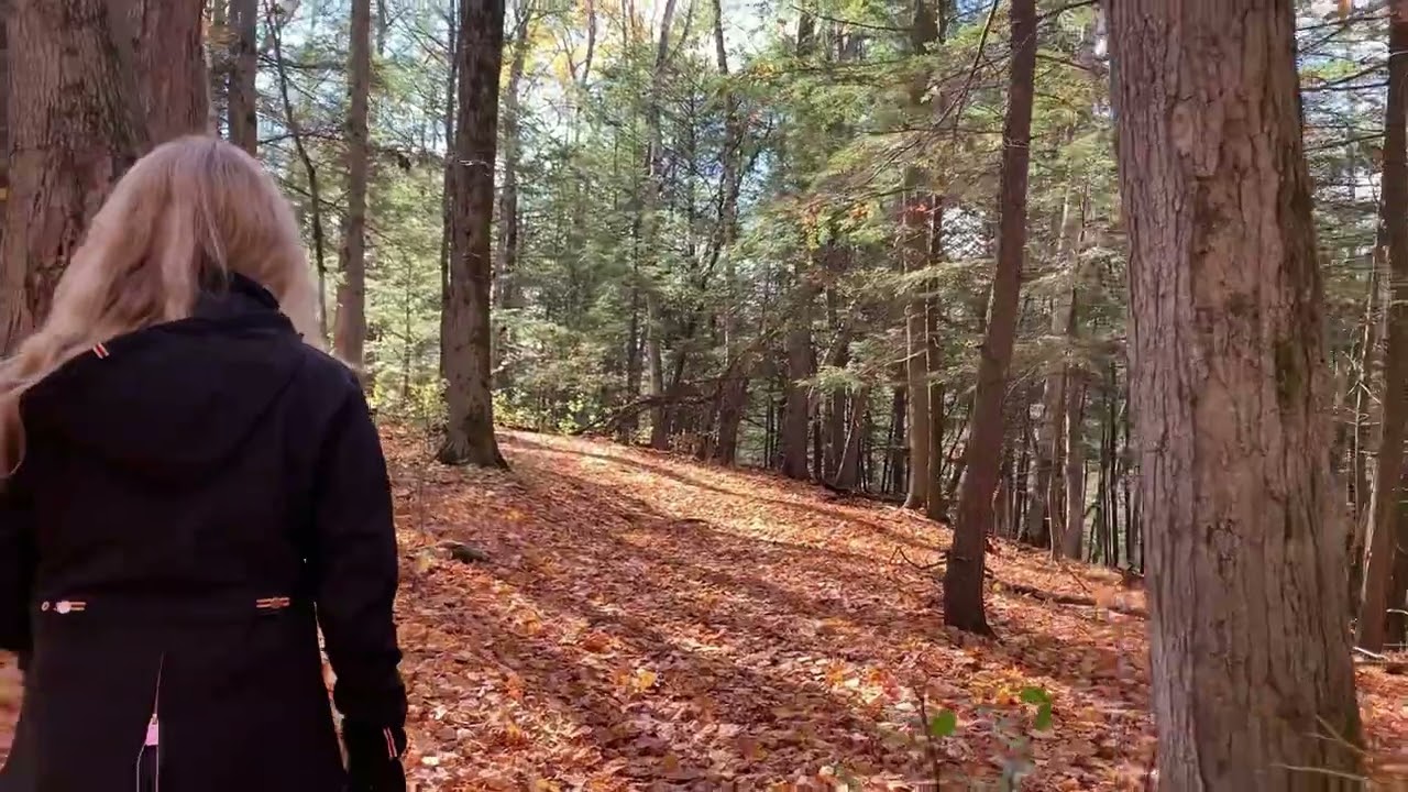 Virtual Forest Walk Ontario Canada | Beautiful Autumn Nature (High Hills,Woodpecker,Wasp Nest,Birds)