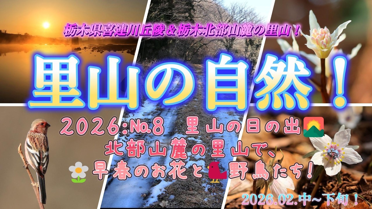 栃木県北の山麓の里山で花散歩！2026；№８