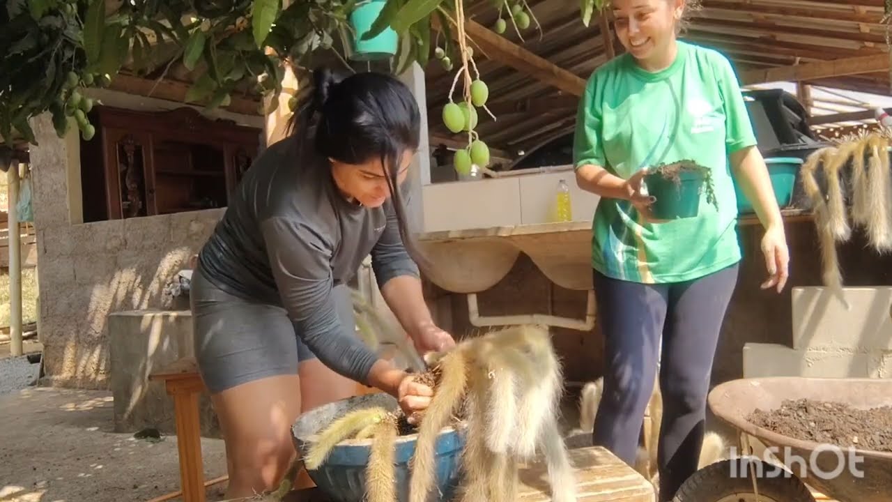 Replantando os rabos de macacos mais antigos