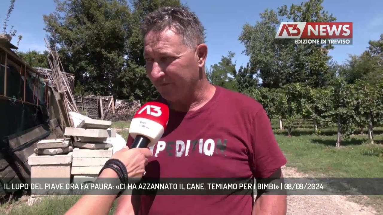 IL LUPO DEL PIAVE ORA FA PAURA: «CI HA AZZANNATO IL CANE, TEMIAMO PER I BIMBI» | 08/08/2024