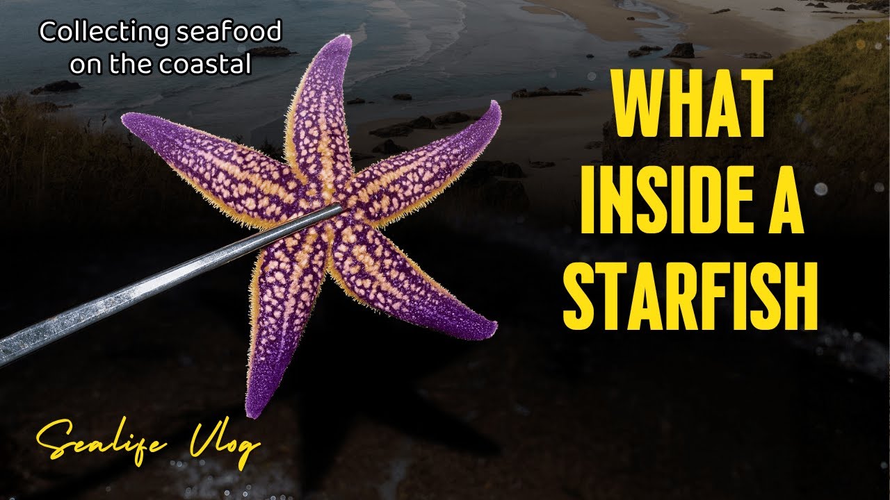 I Grabbed A Starfish, Do You Know What is Inside Them