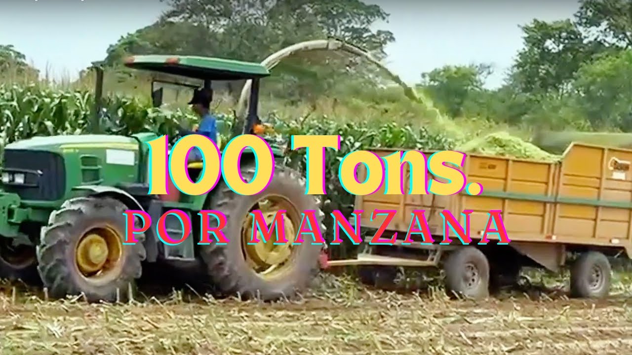 SILO de Maiz Produccion y Manejo 100 Toneladas por Manzana.