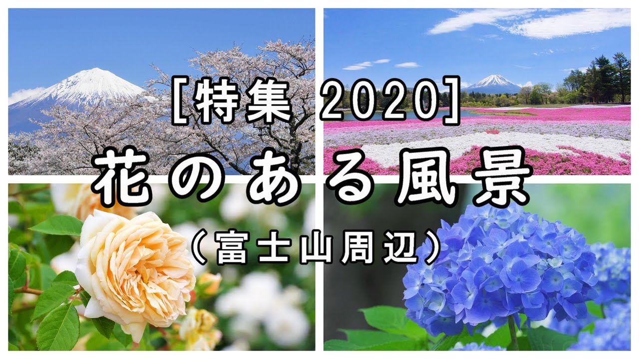 2020年 [特集] 花のある風景（富士山周辺） [4K] Scenery with flowers 2020 / Mt. Fuji area