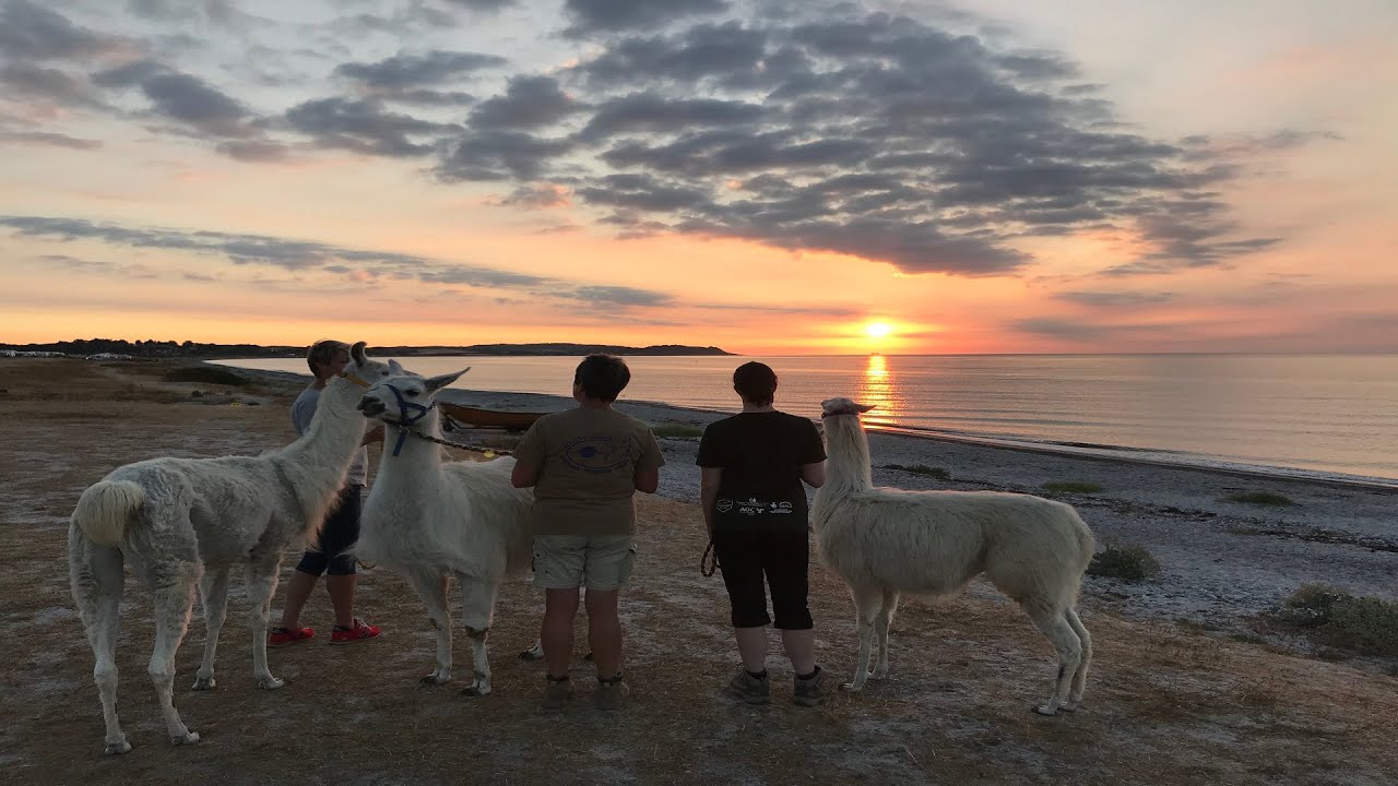Solopgangstur med en lama i snor på Djursland