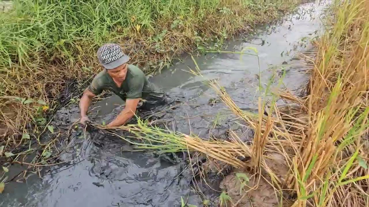 Ký ức mò cá quê miền tây đây cả nhà 