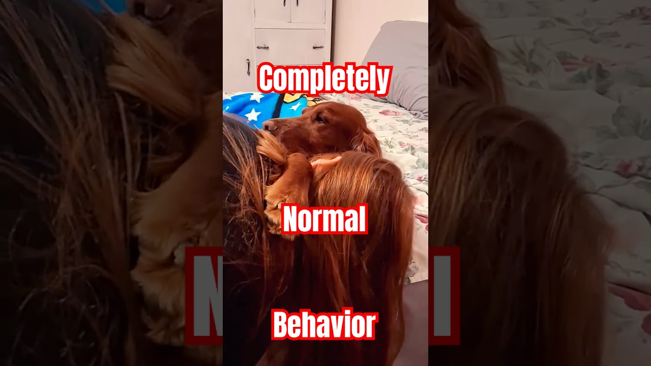 Live highlight Sometimes You Just Need Your Dog 