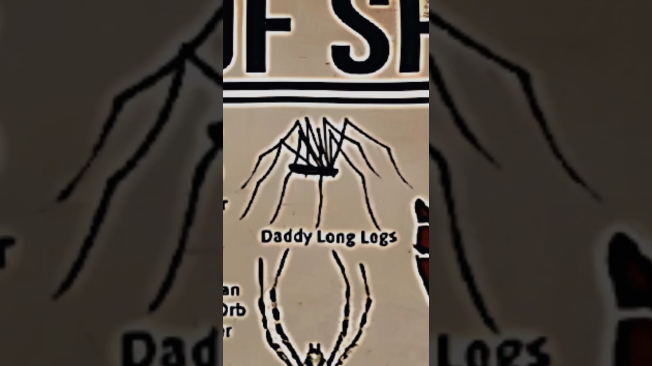 TYPES OF SPIDERS|DADDY LONG LEGS 😅😅|PART-10|#creature #spider @LIKEMYTH@MrBeast@tseries