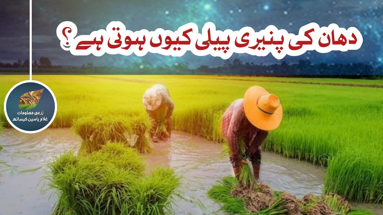 دھان کی کاشت ، دھان کی پنیری پیلی کیوں ہوتی ہے ،  دھان کاشت کرنے کا صحیح طریقہ