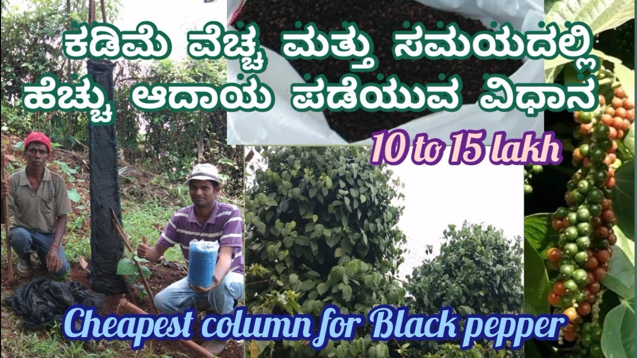 Vertical column black pepper cultivation | intensified black pepper farming | ಕಡಿಮೆ ವೆಚ್ಚದ ಪಿಲ್ಲರ್