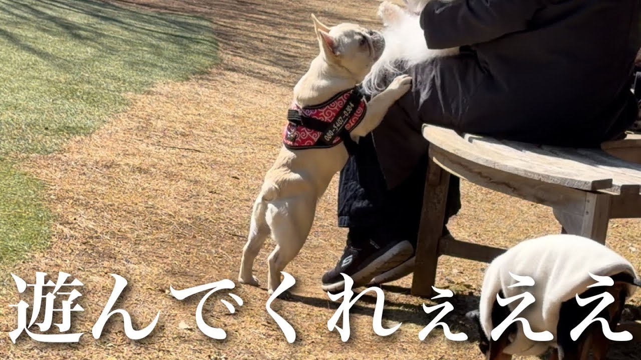ドッグランで1人も友達が出来なくて泣きそうだったけど2時間待ったらマブが出来て歓喜なエレンたそ