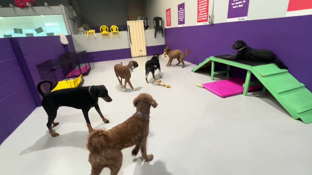 Join the Enrichment Evolution | Perth Dogs Deserve Better