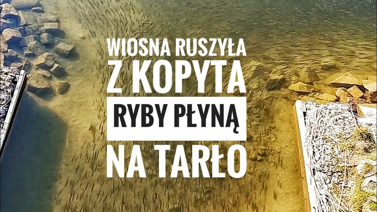 TARŁO RYB | WIOSNA OBUDZIŁA BARDZO DUŻĄ ŁAWICE RYBY KTÓRE PŁYNĄ NA TARLISKA | FISH SPAWNING 🐟🐟🐟