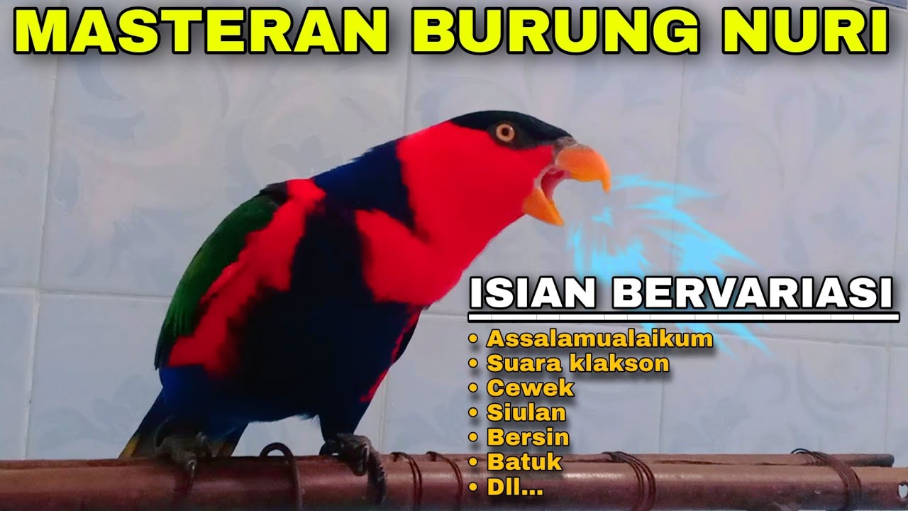 MASTERAN BURUNG NURI KEPALA HITAM GACOR BISA NGOMONG ISIAN SUARA BERVARIASI