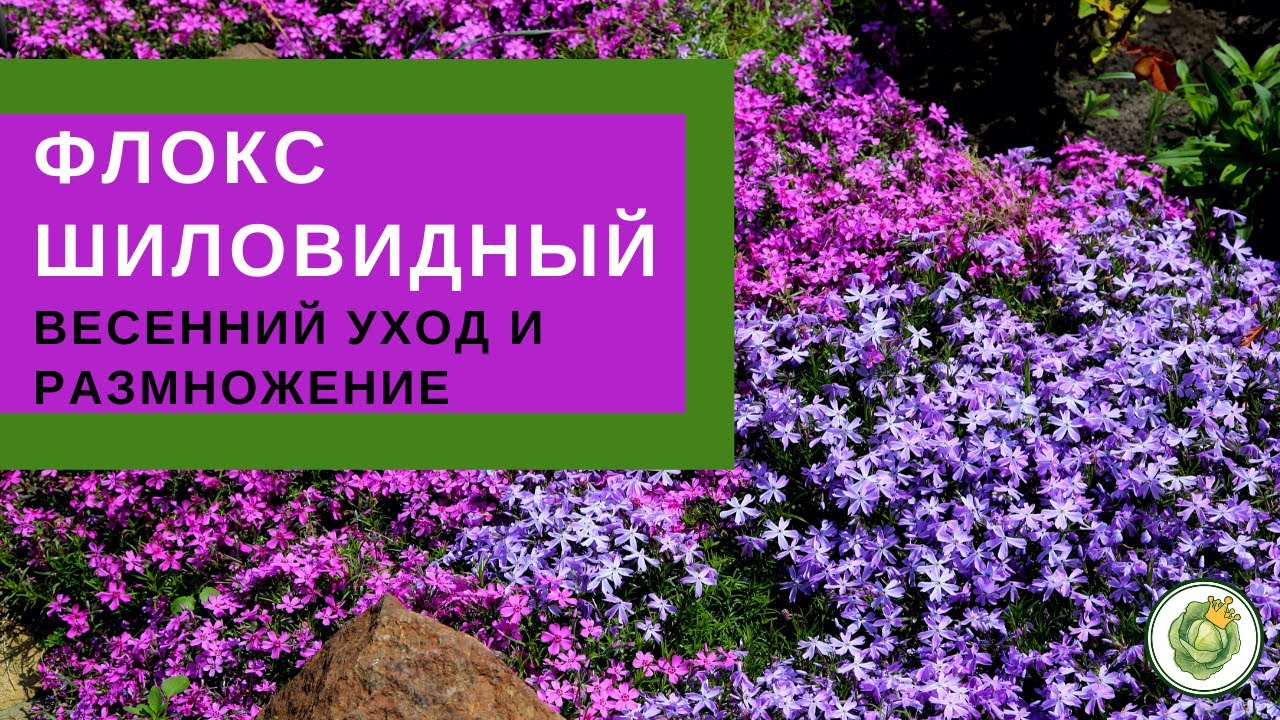 ФЛОКС ШИЛОВИДНЫЙ - весенний уход и размножение