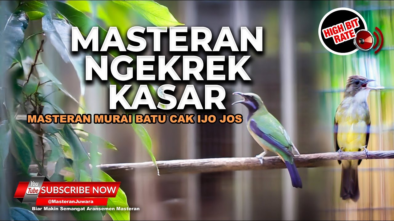 Masteran Cucak Cungkok Super Gacor Ngesrek vs Cucak Jenggot Gacor Beset Masteran Murai Batu Kasaran