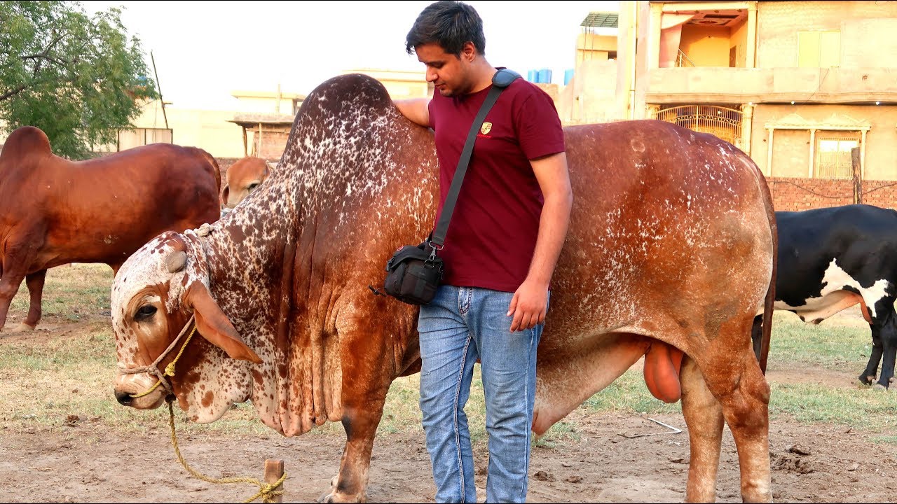 Brahman Bulls Pakistan - Karmawala Cattle Farm 2019