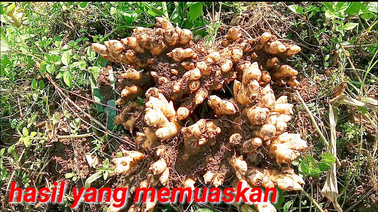 panen jahe emprit (2021-2022) lahan 1 !!! 1kg : 26kg