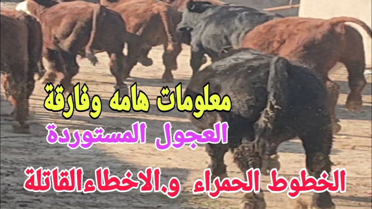 تسمين العجول المستوردة..العيوب والمخاطر.(العدوى الموجية.النفوق الغامض.وزن البيع .طعم اللحم).د/السيد