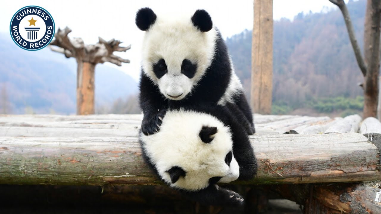 Twin PANDAS Break a Record | Guinness World Records