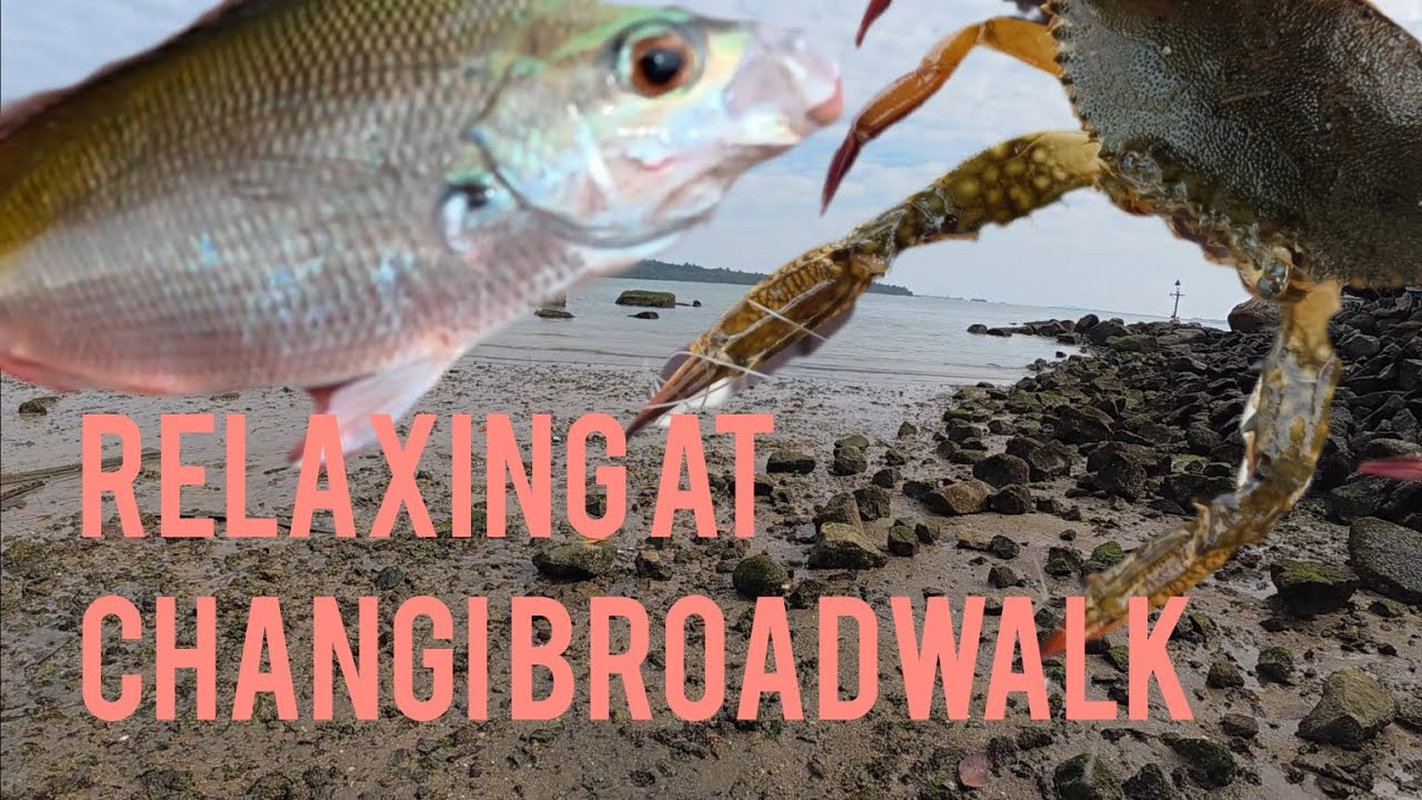 Crabbing and microbaiting at Changi Broadwalk | Singapore fishing |